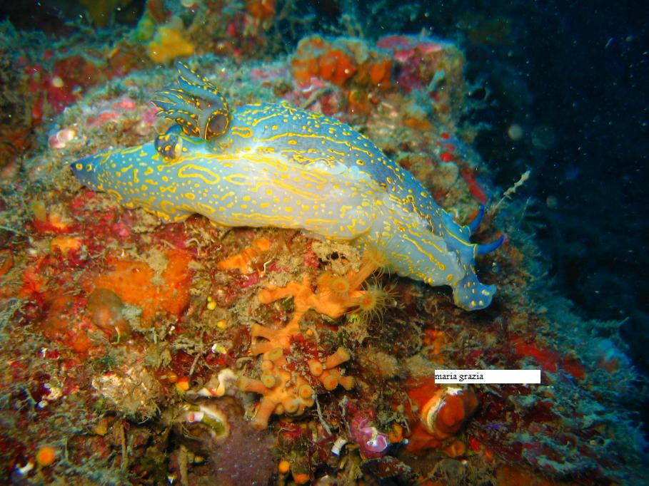 Giovanile Hypselodoris picta